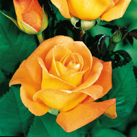 Rosa whisky - Buschrose Whisky - Duftrosen