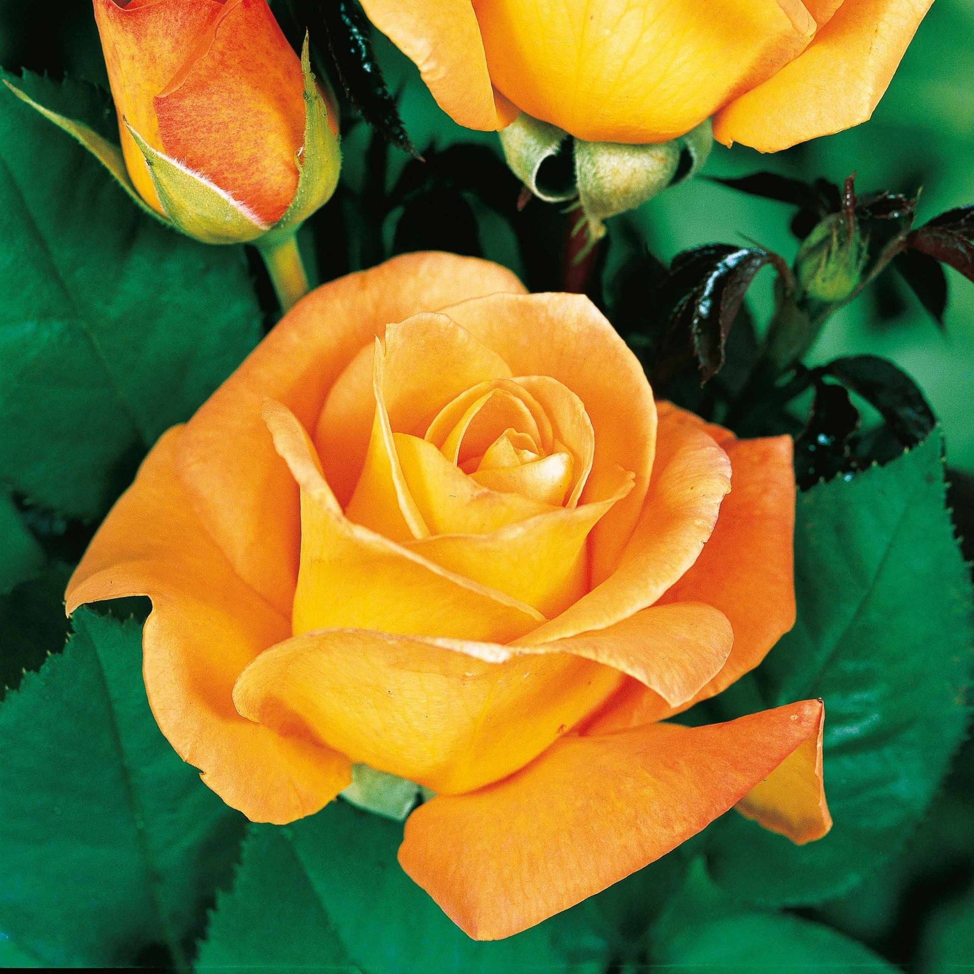 Rosa whisky - Buschrose Whisky - Duftrosen