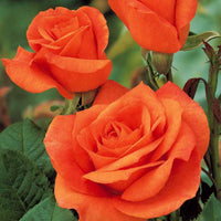 Strauchrose Doris Tysterman - Rosa doris tysterman - Bakker
