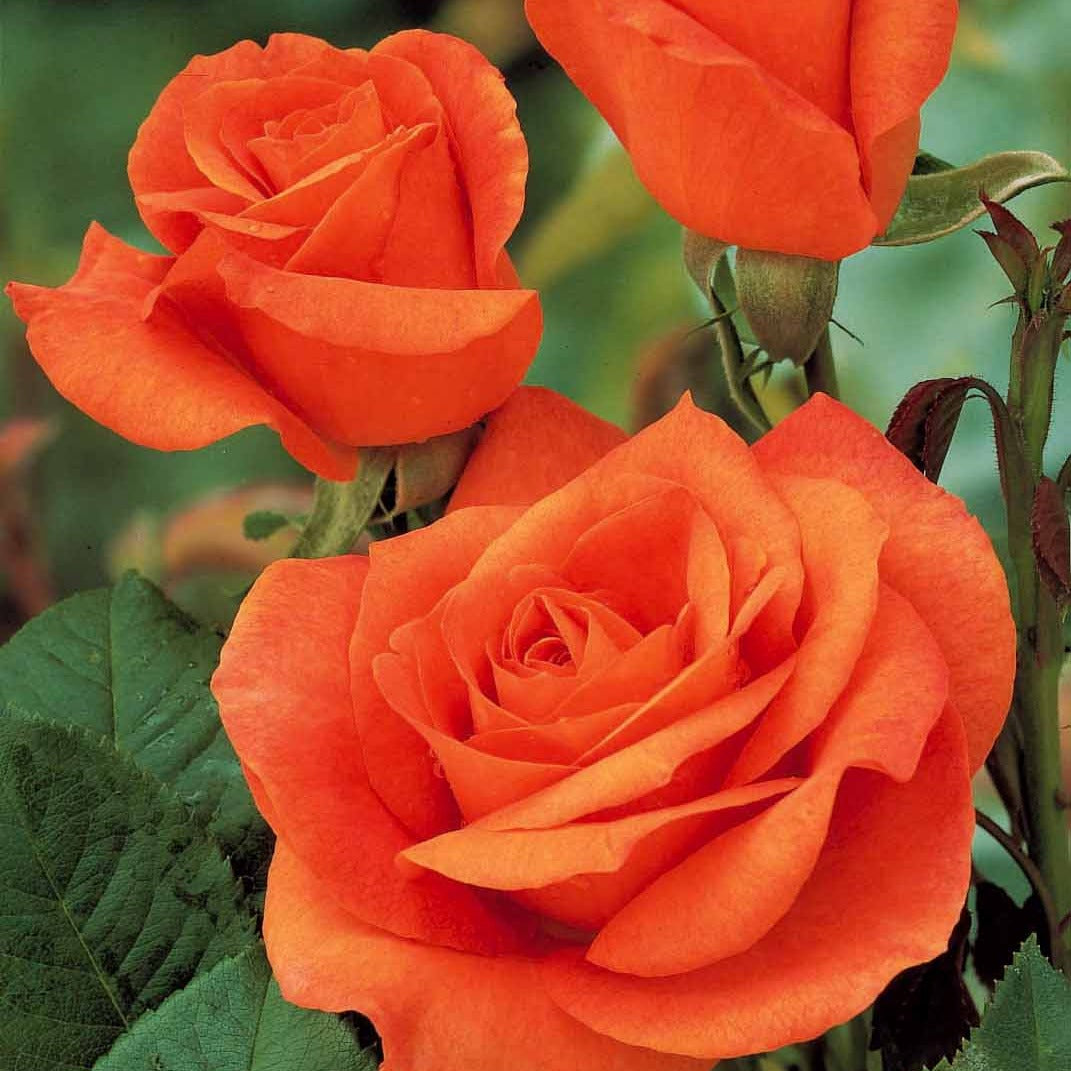 Strauchrose Doris Tysterman - Rosa doris tysterman - Bakker