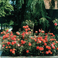 Strauchrose Doris Tysterman - Bakker