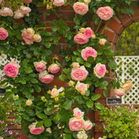 Kletterrose ‘Pierre de Ronsard®’ - Rosa grimpant Pierre de Ronsard® Meiviolin - Bakker