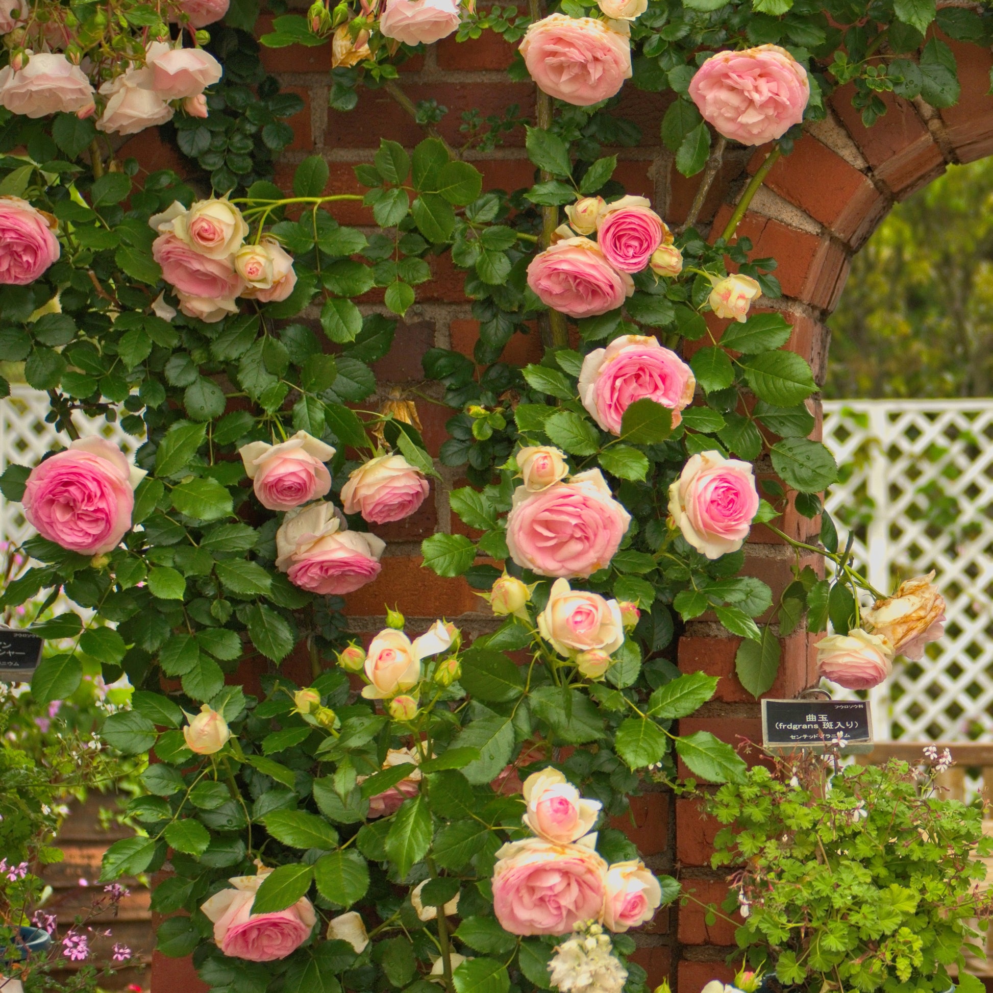 Kletterrose ‘Pierre de Ronsard®’ - Rosa grimpant Pierre de Ronsard® Meiviolin - Bakker