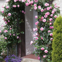 Kletterrose ‘Pierre de Ronsard®’ - Bakker