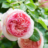 Rosa grimpant Pierre de Ronsard® Meiviolin - Kletterrose ‘Pierre de Ronsard®’ - Kletterrosen