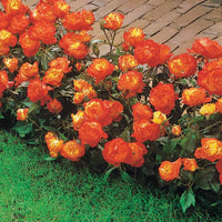 Polyantha-Rose ‘Harlequin’ - Rosa polyantha Harlequin (harlekeijn) - Bakker