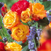 Polyantha-Rose ‘Harlequin’ - Bakker