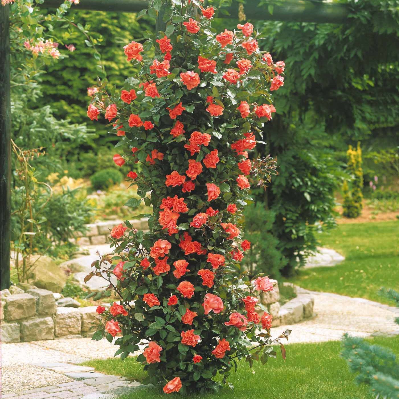 Kletterrose Metanoia - Bakker