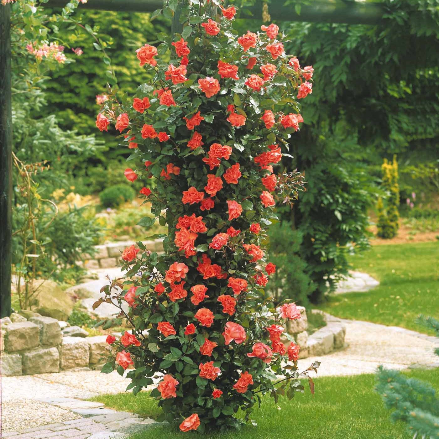Verkauf Kletterrosen-Kollektion 'Métanoïa', 'Musimara', 'Indigoletta' (x3) - Rosa 'métanoia', 'musimara', 'indigoletta'
