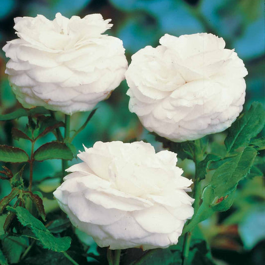 Strauchrose ‘Boule de Neige’ - Bakker