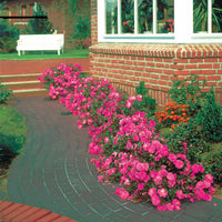 Bodendeckerrosen Mirato ® - Rosa Mirato ® - Bakker