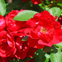 Polyantha-Rose rot - Rosa polyantha - Bakker
