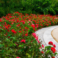 Polyantha-Rose rot - Bakker