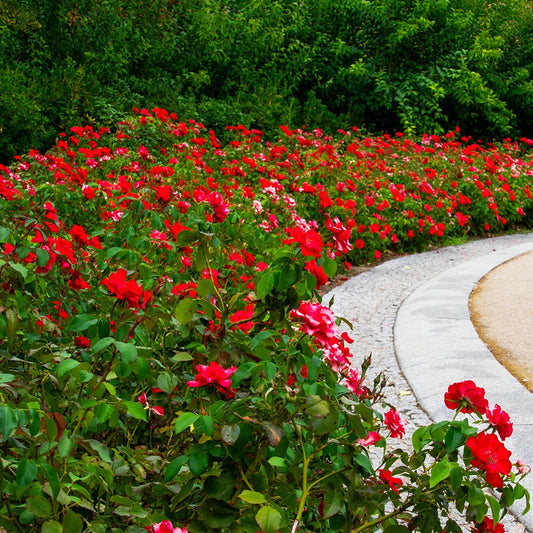 Polyantha-Rose rot - Bakker