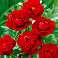 Rosa polyantha - Polyantha-Rose rot - Rosen - Nackte Wurzeln