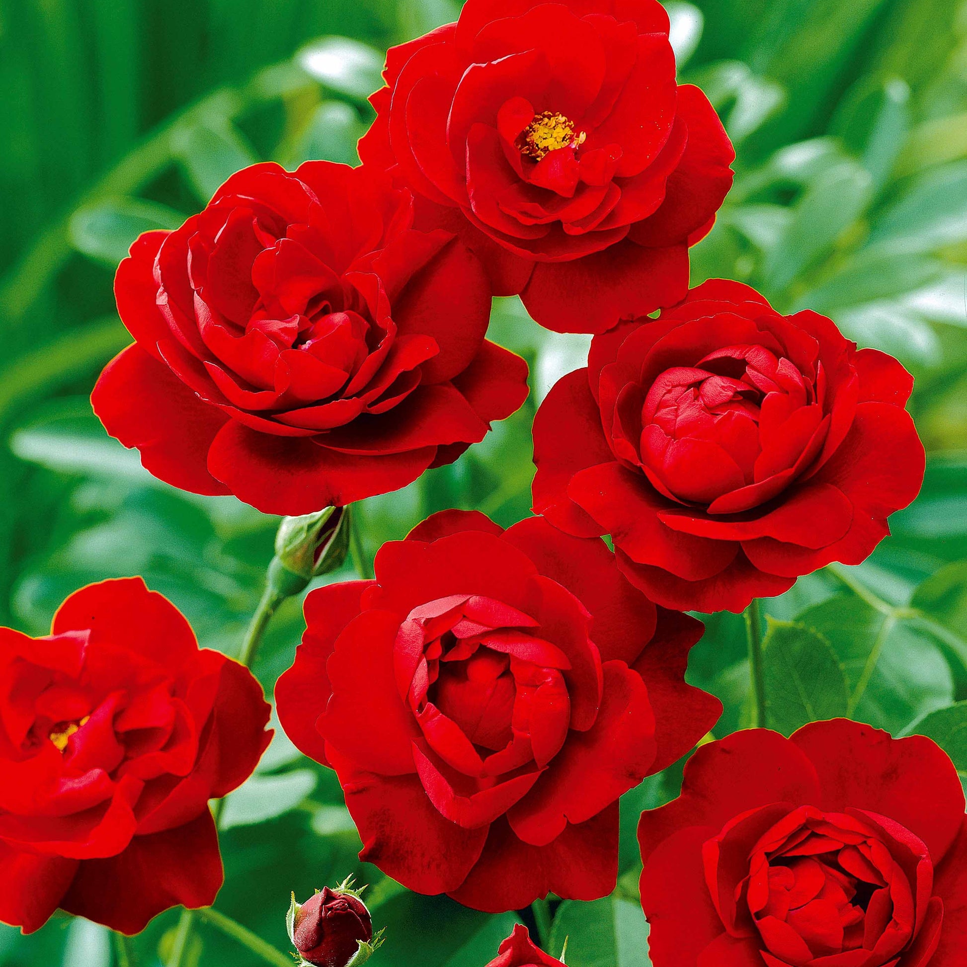 Rosa polyantha - Polyantha-Rose rot - Rosen - Nackte Wurzeln