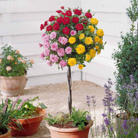 Dreifarbige Mini-Rose auf Stamm - Bakker