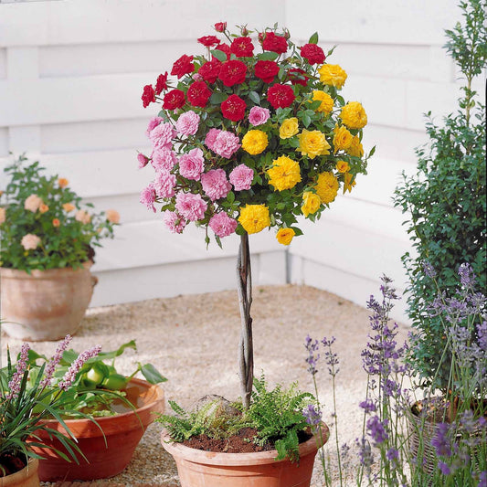 Dreifarbige Mini-Rose auf Stamm - Bakker