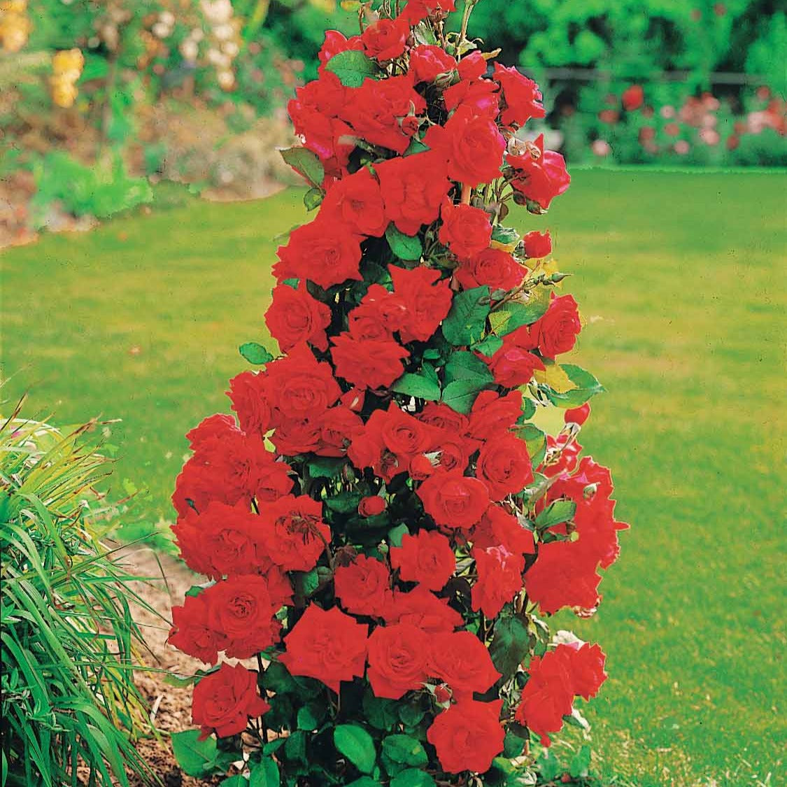 Strauchrose Shalom ® - Rosa Shalom - Bakker