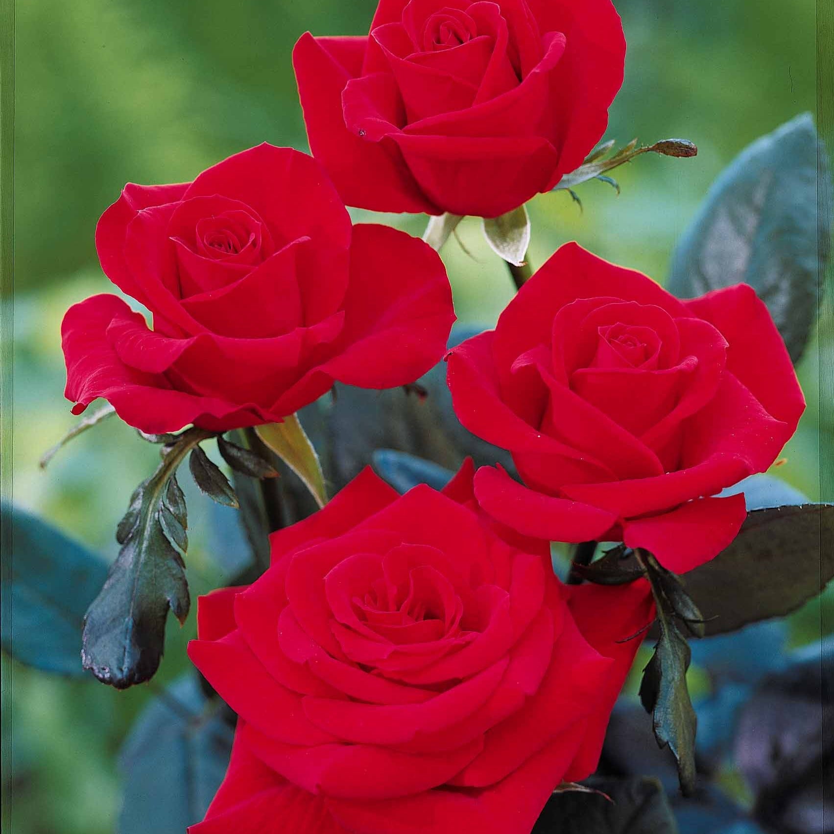 Rosa oklahoma - Edelrose Oklahoma - Rosen - Nackte Wurzeln