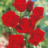 Rosen - Nackte Wurzeln - Edelrose Oklahoma - Rosa oklahoma