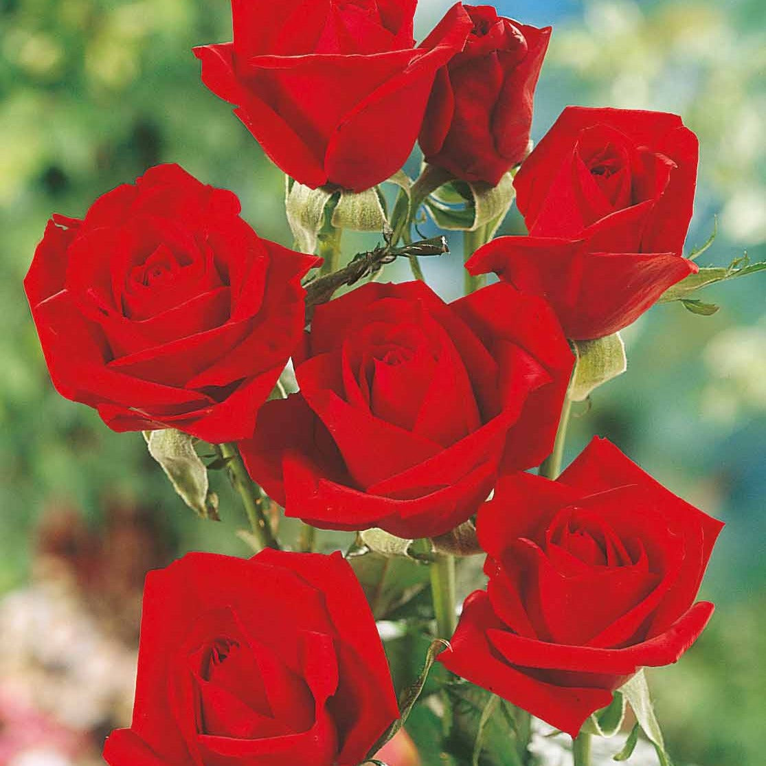 Rosen - Nackte Wurzeln - Edelrose Oklahoma - Rosa oklahoma