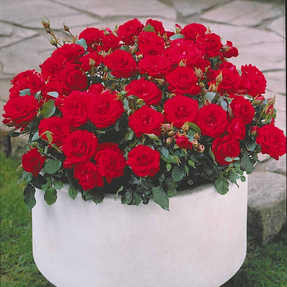 Randilla-Mini-Rosen: rot + gelb + rosa (x3) - Rosa randilla - Bakker