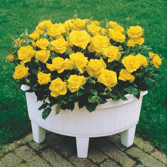 Mini-Rose Randilla gelb (x3) - Bakker