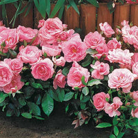 Minirosen ‘Randilla’ rosa (x3) - Rosa randilla - Bakker