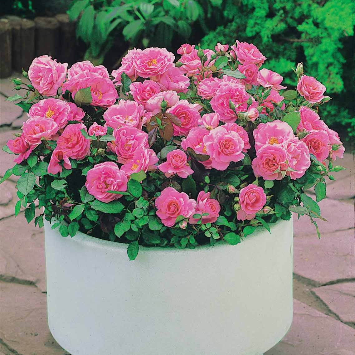 Minirosen ‘Randilla’ rosa (x3) - Bakker