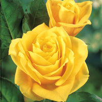 Rosen - Nackte Wurzeln - Rose ‘Hadangel’ - Rosa hadangel