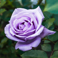 Strauchrose violett - Rosa - Bakker