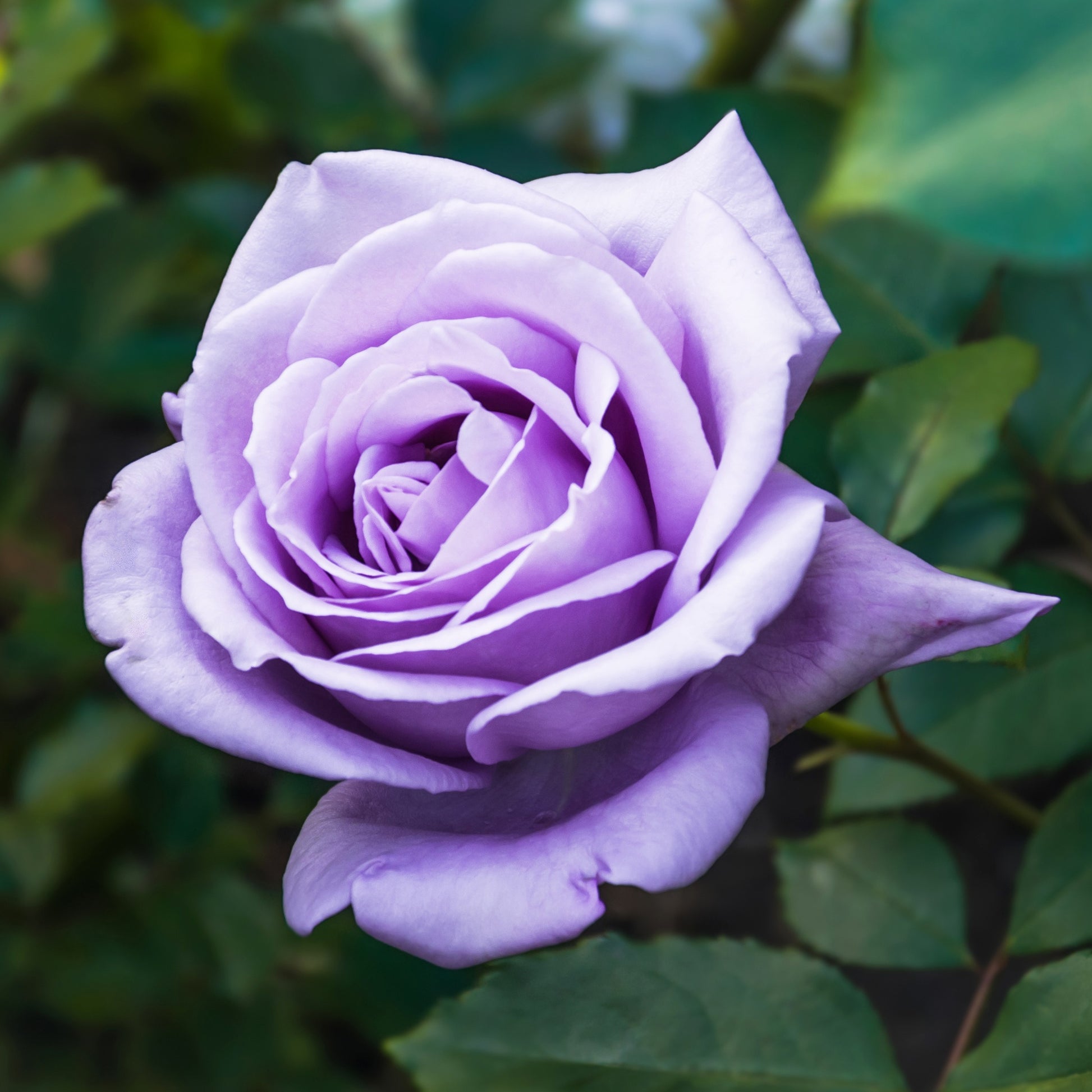 Strauchrose violett - Rosa - Bakker