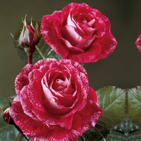 Rosen - Nackte Wurzeln - Beetrosen-Kollektion (x3) - Rosa 'famosa', 'whisky', 'double delight'