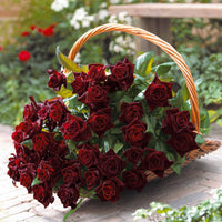 Strauchrose Black Baccara ® Meidebenne - Rosa Black Baccara ® - Bakker