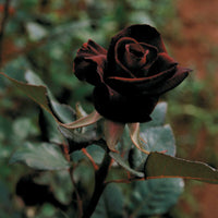 Rosen - Strauchrose Black Baccara ® Meidebenne - Rosa Black Baccara ®
