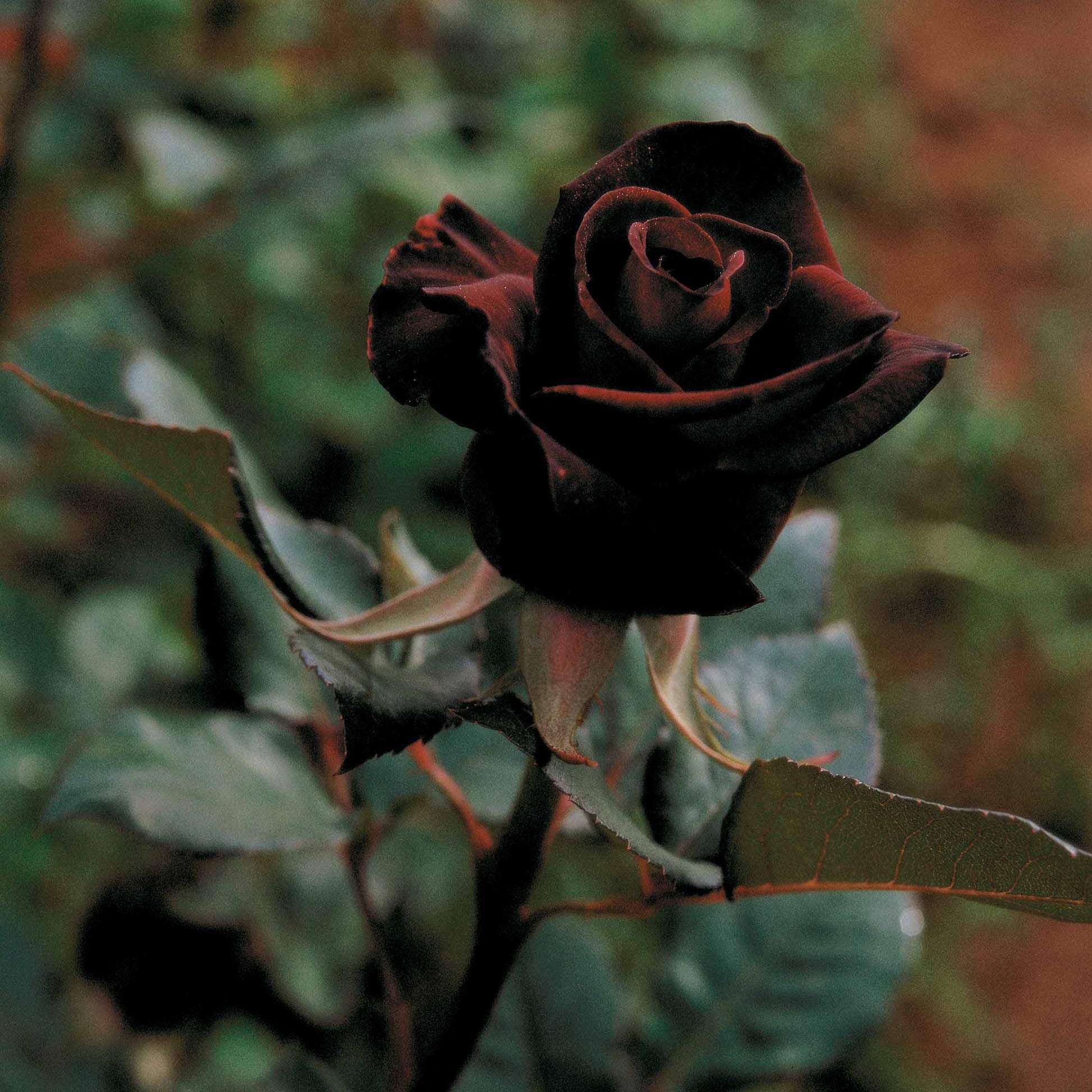Rosen - Strauchrose Black Baccara ® Meidebenne - Rosa Black Baccara ®