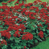 Beetrose Lilli Marleen - Rosa polyantha Lilli Marleen - Bakker