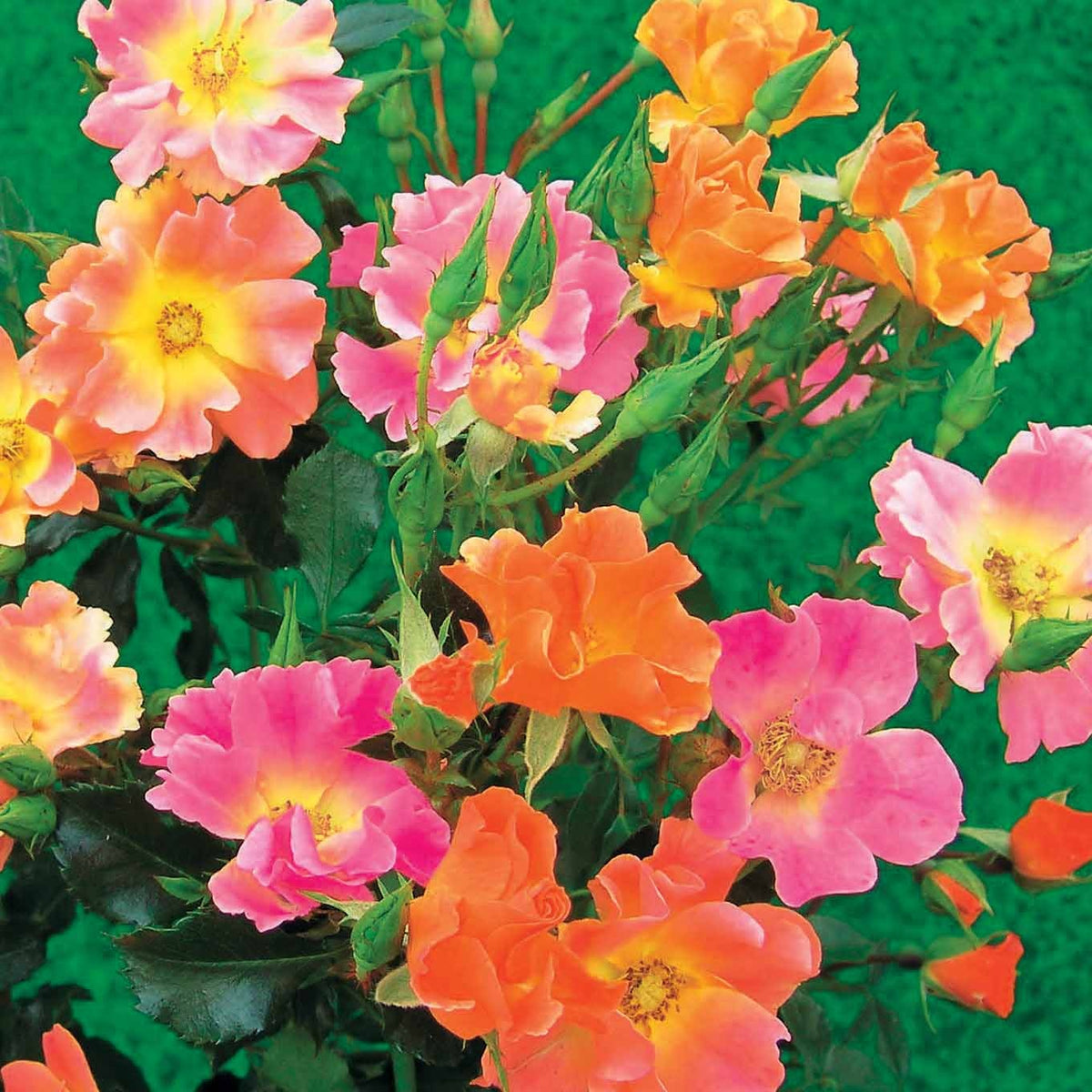 Bodendeckerrosen Happy Chappy (x3) - Bakker