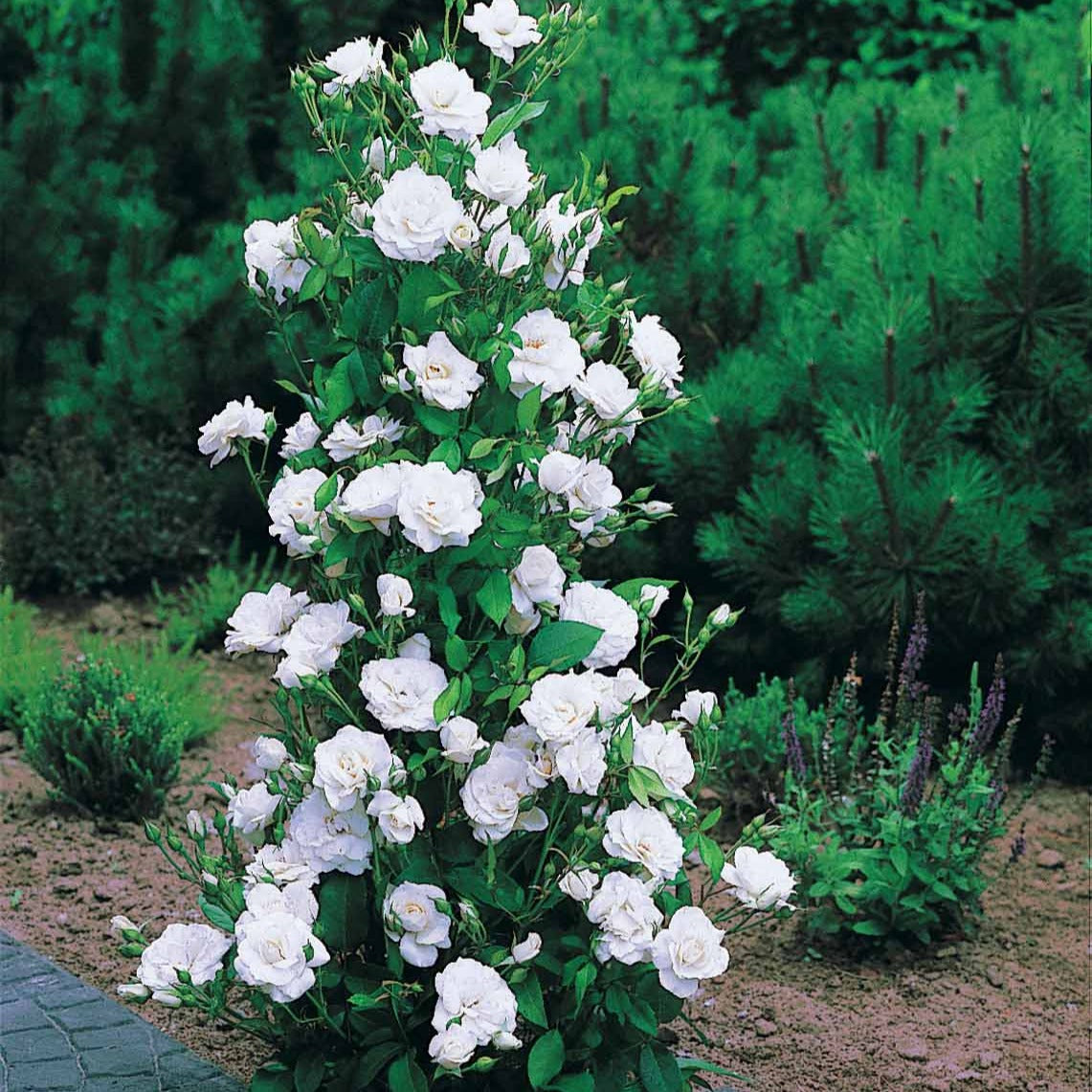 Strauchrose Korbin - Rosa korbin - Bakker
