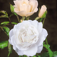 Strauchrose Korbin - Bakker