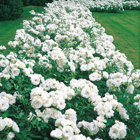 Floribundarose ‘Princesse de Galles®’ - Rosa floribunda princesse de galles ® hardinkum - Bakker