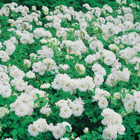Rosa floribunda princesse de galles ® hardinkum - Floribundarose ‘Princesse de Galles®’ - Rosen - Nackte Wurzeln