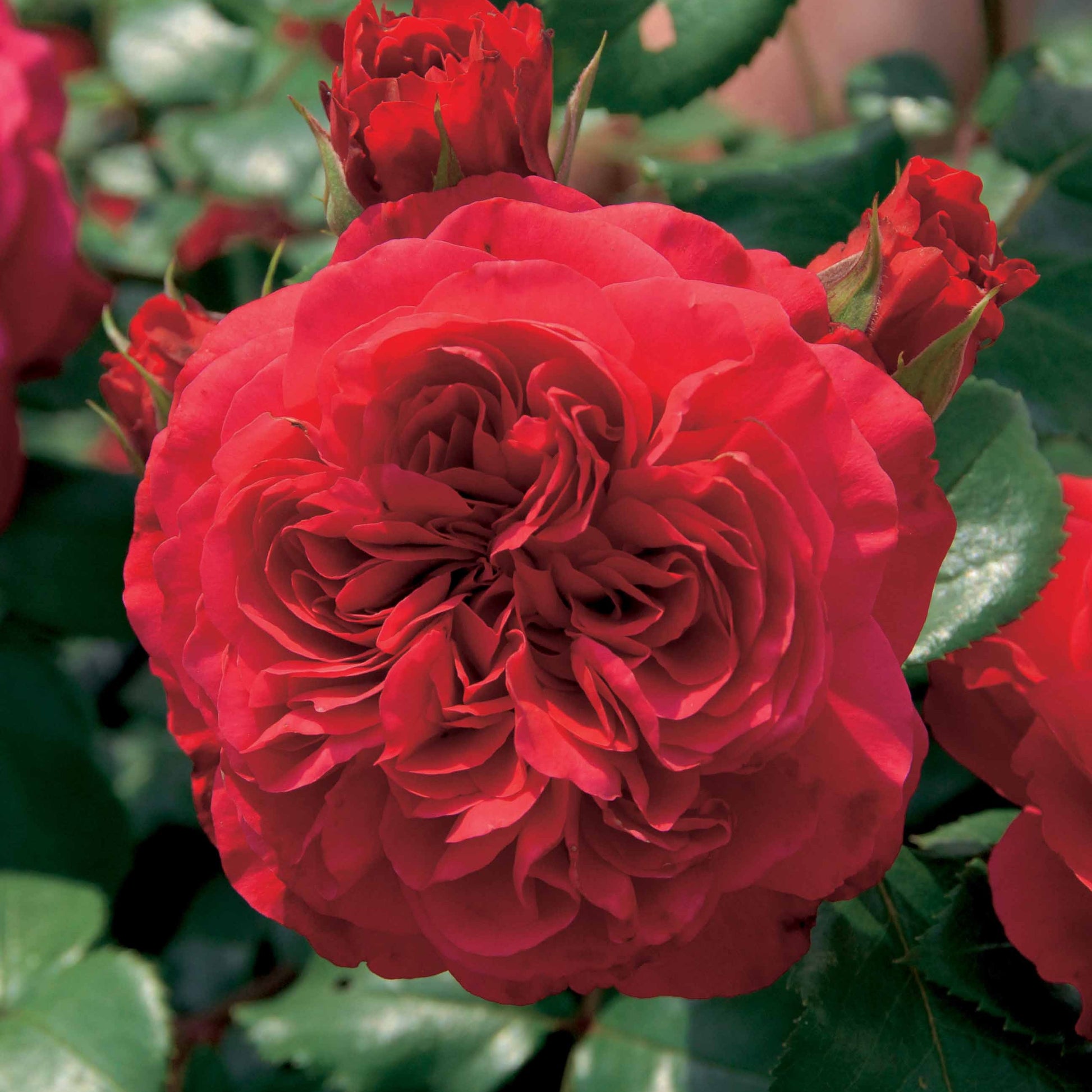 Rosa floribunda Red Leonardo Da Vinci ® Meiangele - Floribunda-Rose Red Leonardo da Vinci ® Meiangele - Rosen