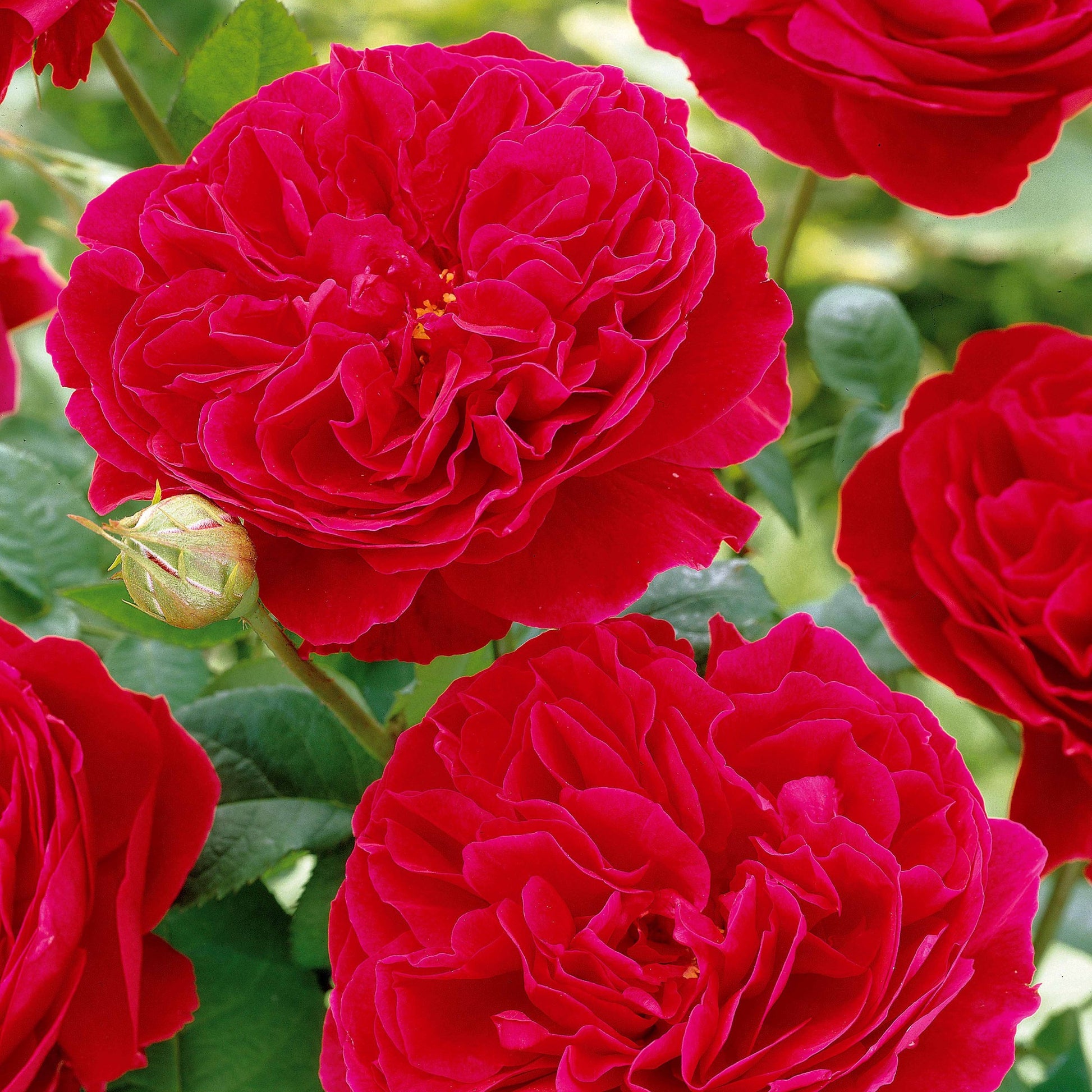 Floribunda-Rose Red Leonardo da Vinci ® Meiangele - Rosa floribunda Red Leonardo Da Vinci ® Meiangele - Bakker