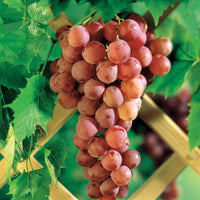 Tafeltraube ‘Chasselas Rose’ - Vitis vinifera Chasselas rose - Bakker