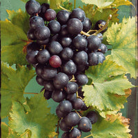 Weinrebe ‘Muscat de Hambourg’ - Vitis vinifera muscat de hambourg - Bakker
