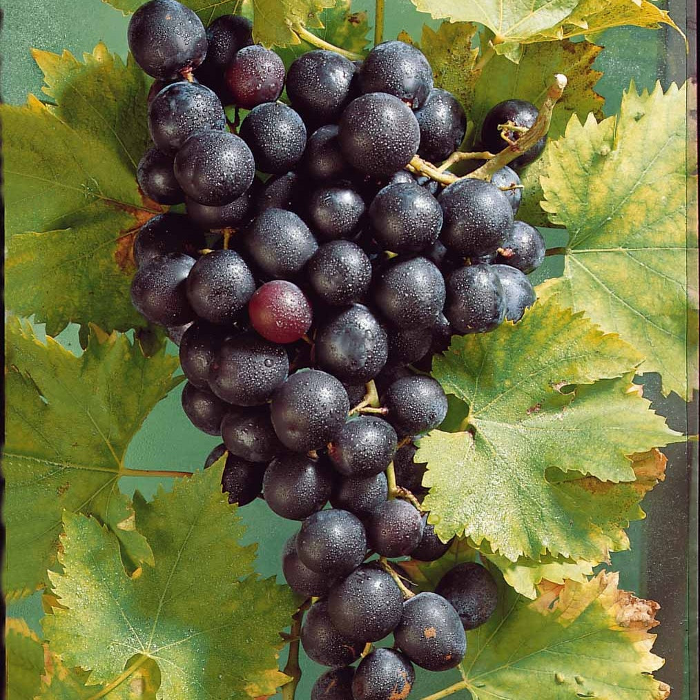 Weinrebe ‘Muscat de Hambourg’ - Vitis vinifera muscat de hambourg - Bakker
