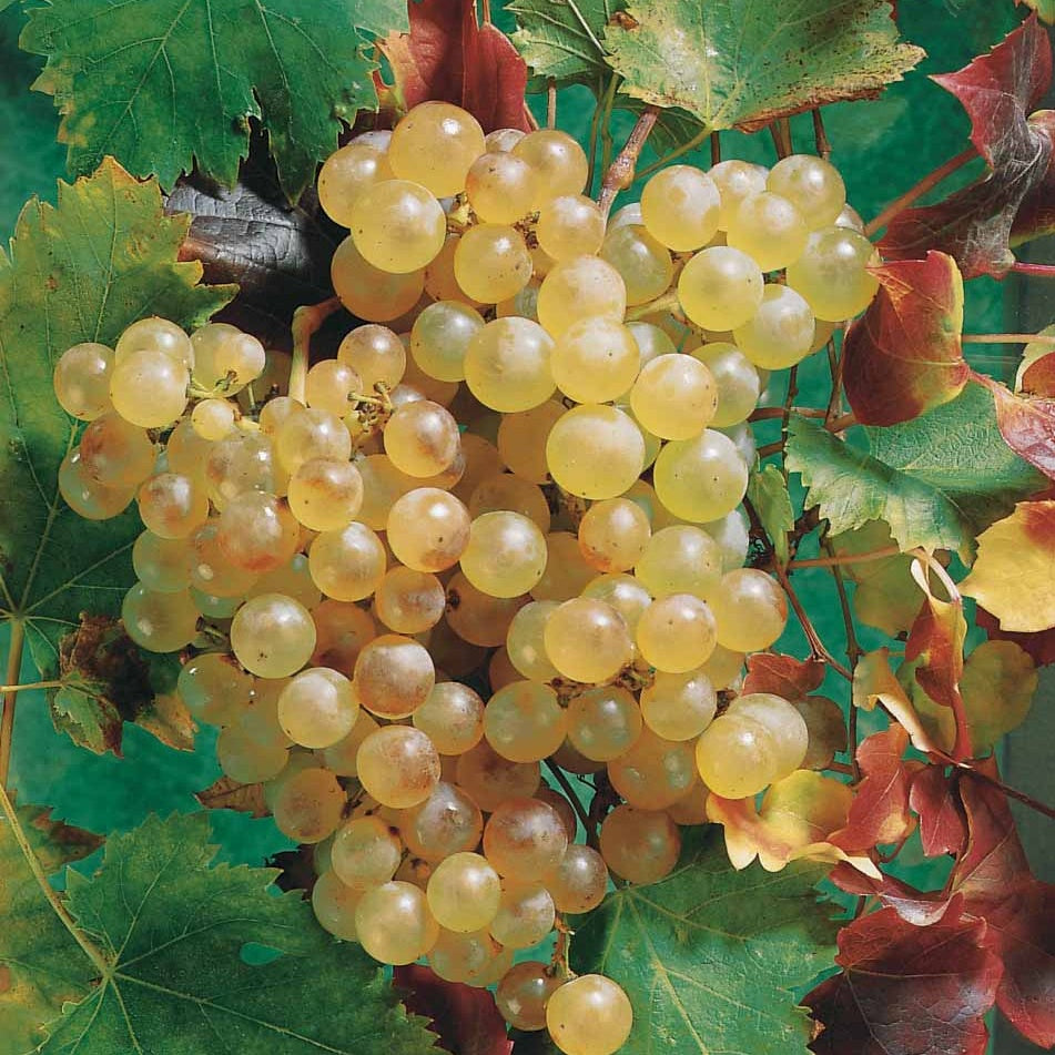 Vitis vinifera chasselas de fontainebleau - Weinrebe ‘Chasselas de Fontainebleau’ - Weinrebe