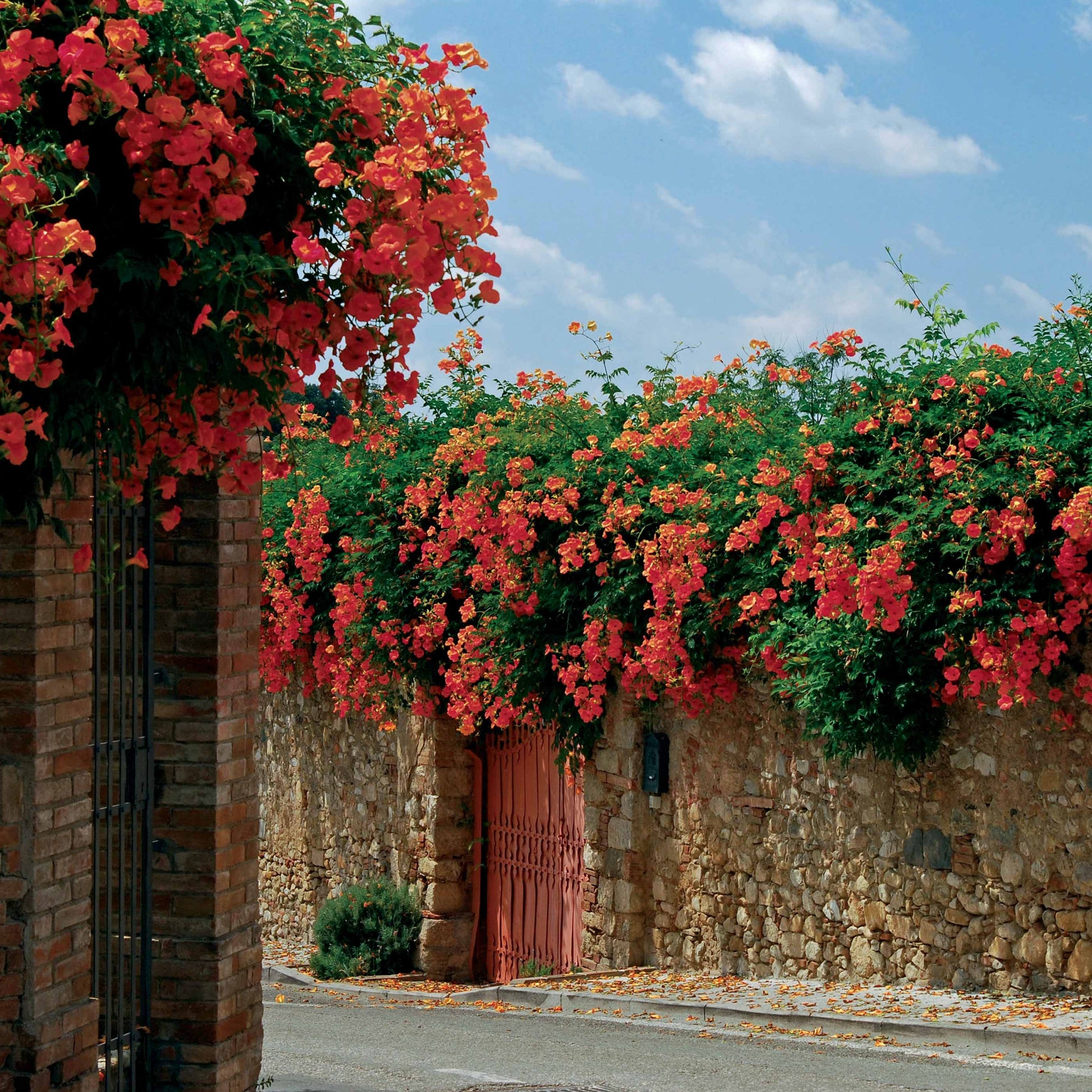 Trompetenblume Madame Galen - Campsis radicans x tagliabuana Madame Galen - Bakker